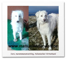 Nadelgefilzte Hunde, Mischling, Filzhund,