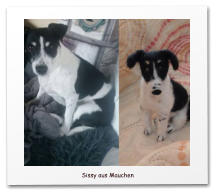 Nadelgefilzte Hunde, Mischling, Filzhund,needle felting,